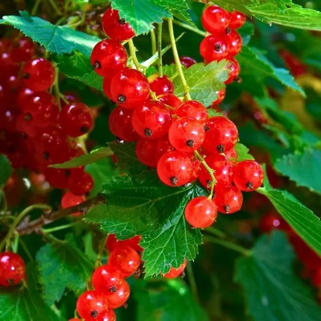 Czerwone porzeczki w diecie mamy karmiącej – dlaczego warto je wprowadzić?