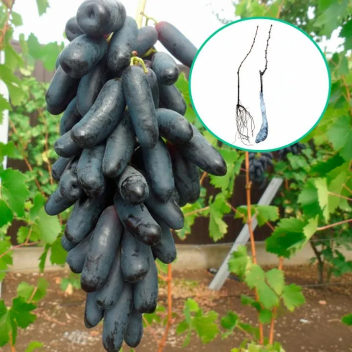 Winogrona w diecie karmiących mam – co warto wiedzieć?